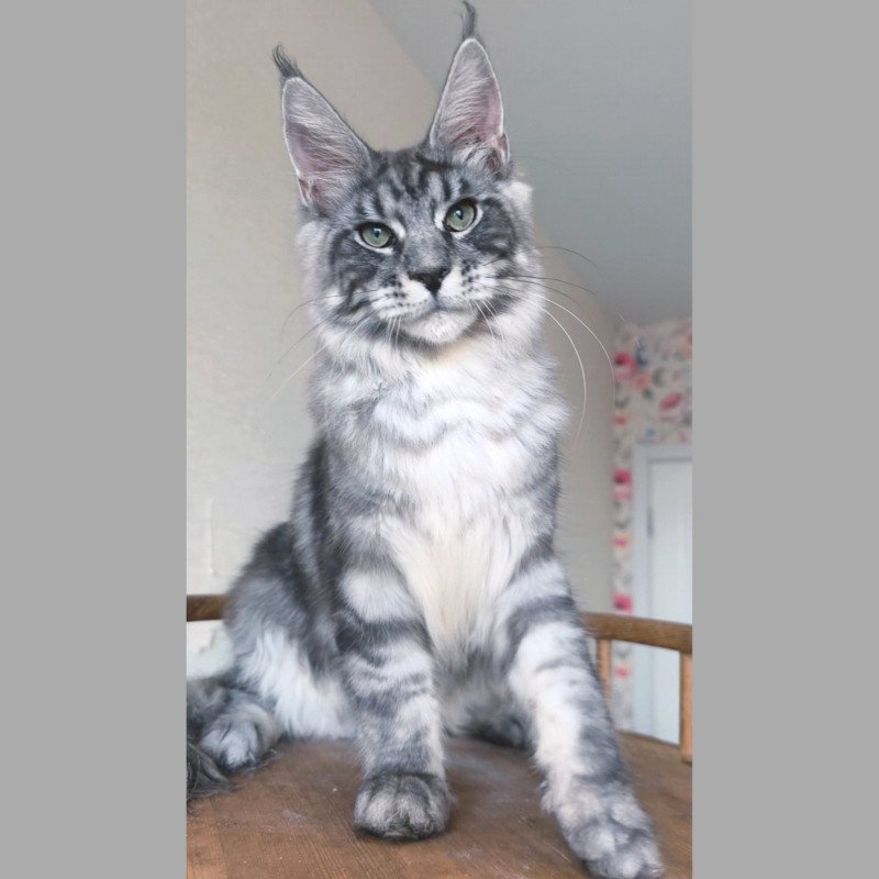 Maine Coon NOV Nik