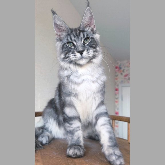 Maine Coon NOV Nik
