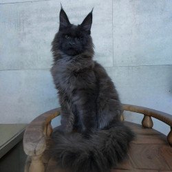 Maine Coon NOV Maik