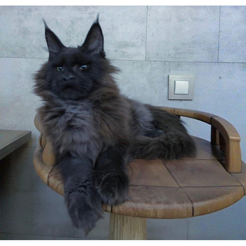 Maine Coon NOV Maik
