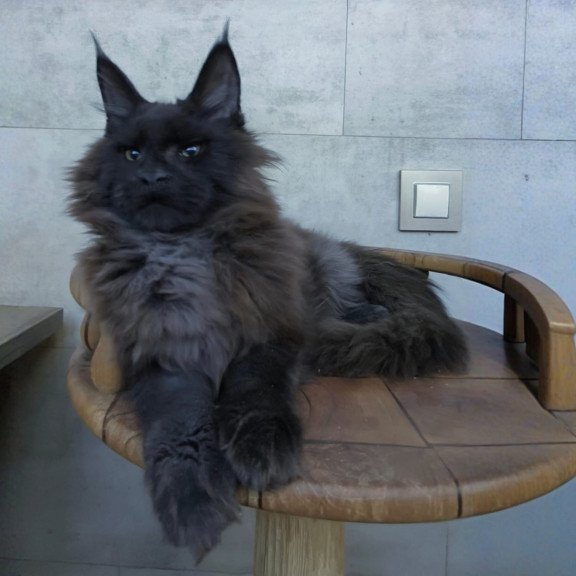Maine Coon NOV Maik