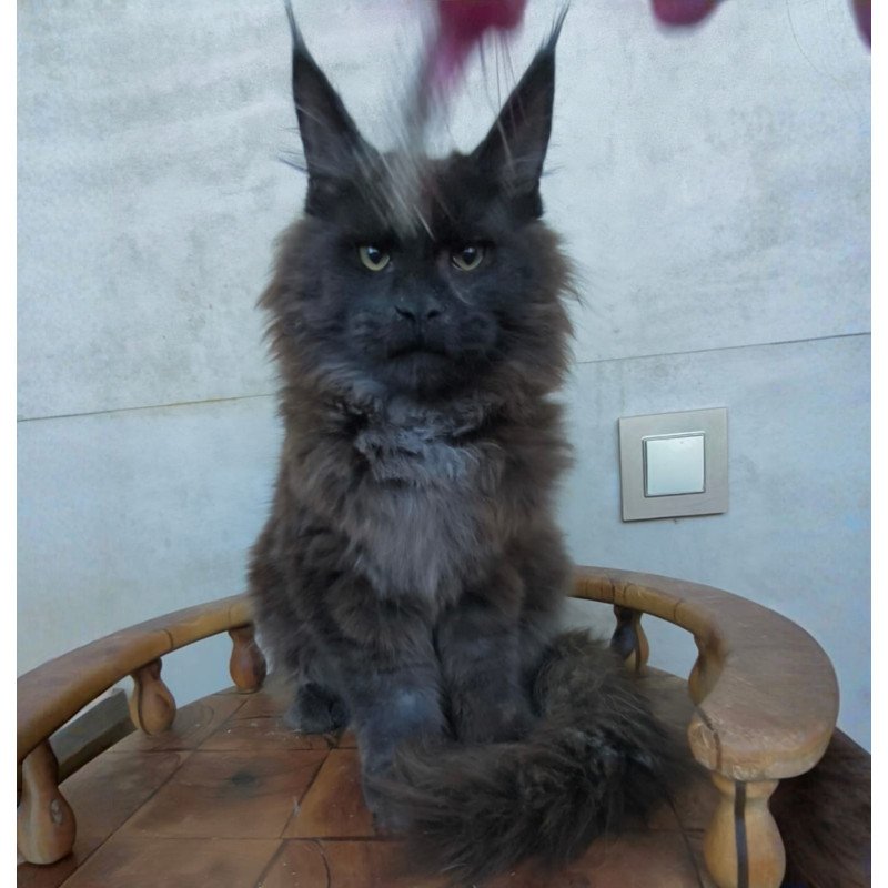 Maine Coon NOV Maik