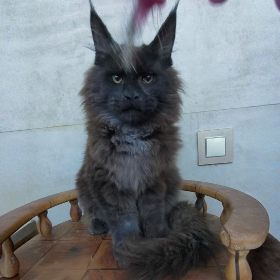 Maine Coon NOV Maik