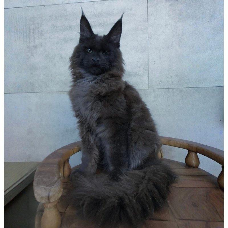 Maine Coon NOV Maik