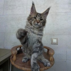 Maine Coon NOV Monterey