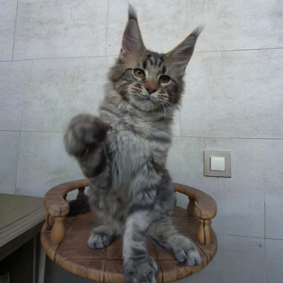 Maine Coon NOV Monterey