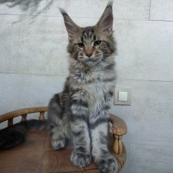 Maine Coon NOV Monterey