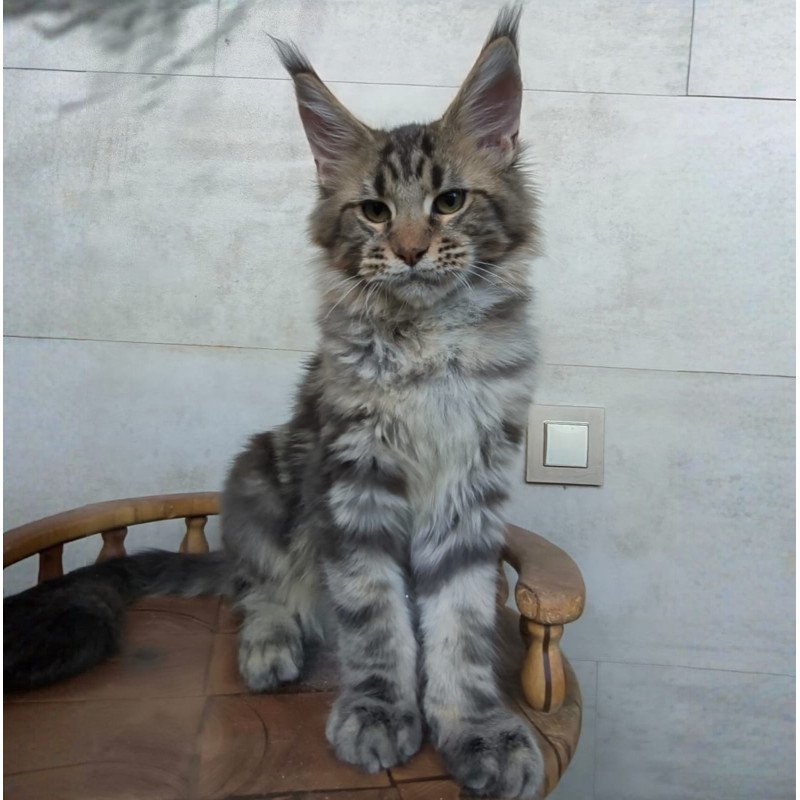 Maine Coon NOV Monterey