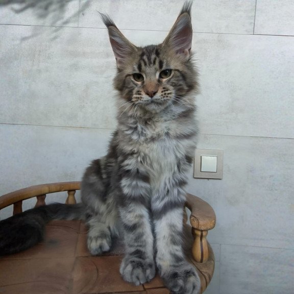 Maine Coon NOV Monterey