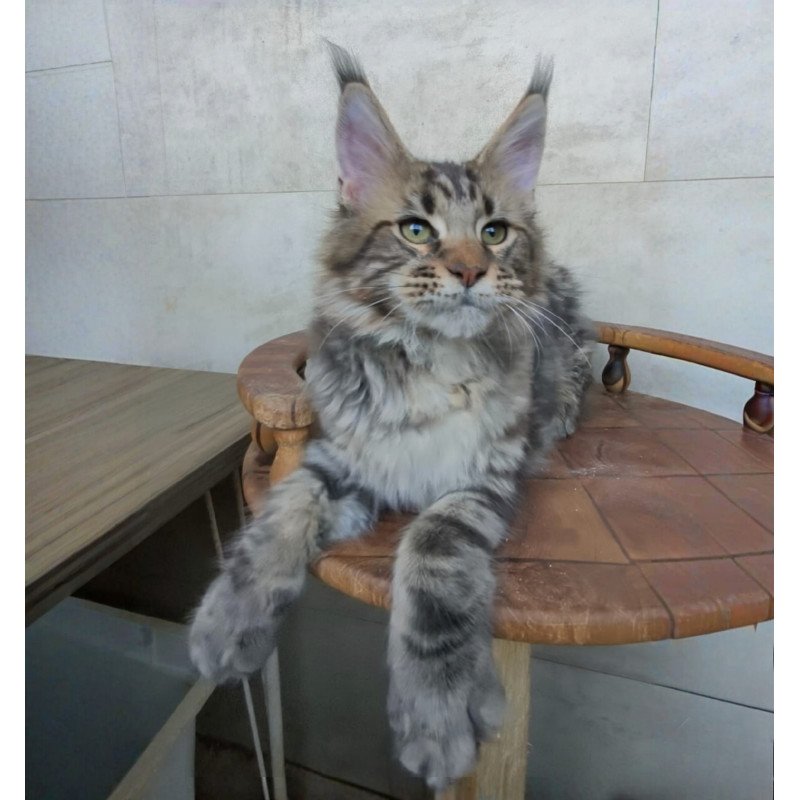 Maine Coon NOV Monterey