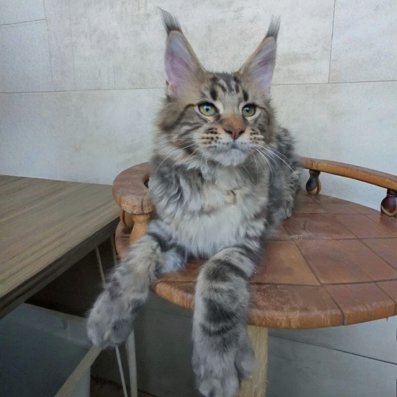 Maine Coon NOV Monterey