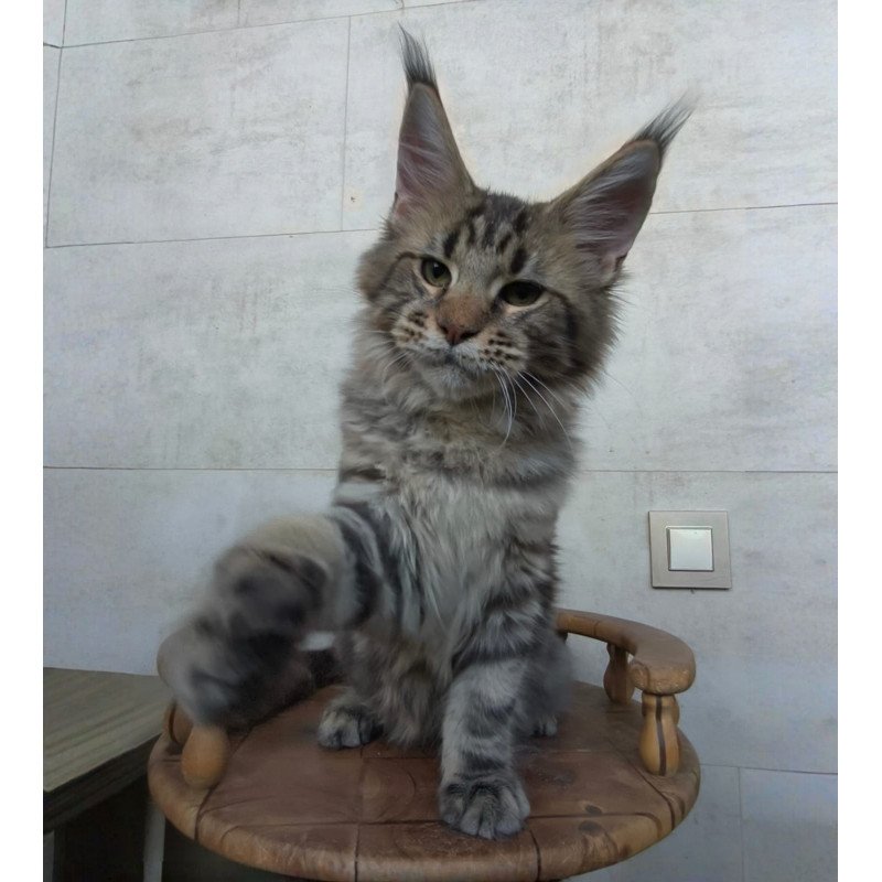 Maine Coon NOV Monterey