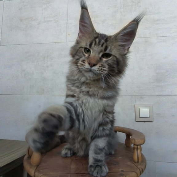 Maine Coon NOV Monterey