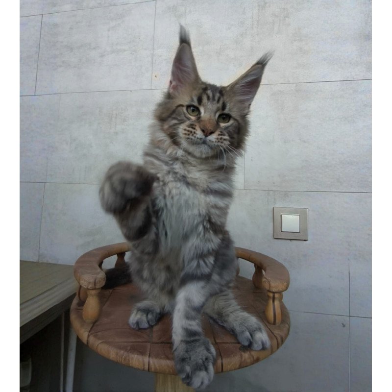 Maine Coon NOV Monterey