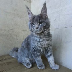 Maine Coon NOV Matthew