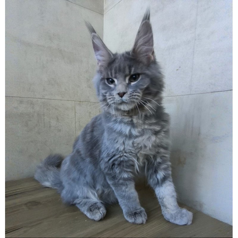 Maine Coon NOV Matthew