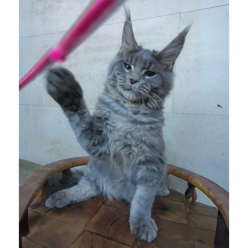 Maine Coon NOV Matthew