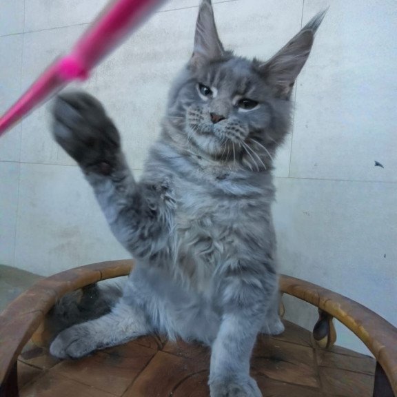 Maine Coon NOV Matthew