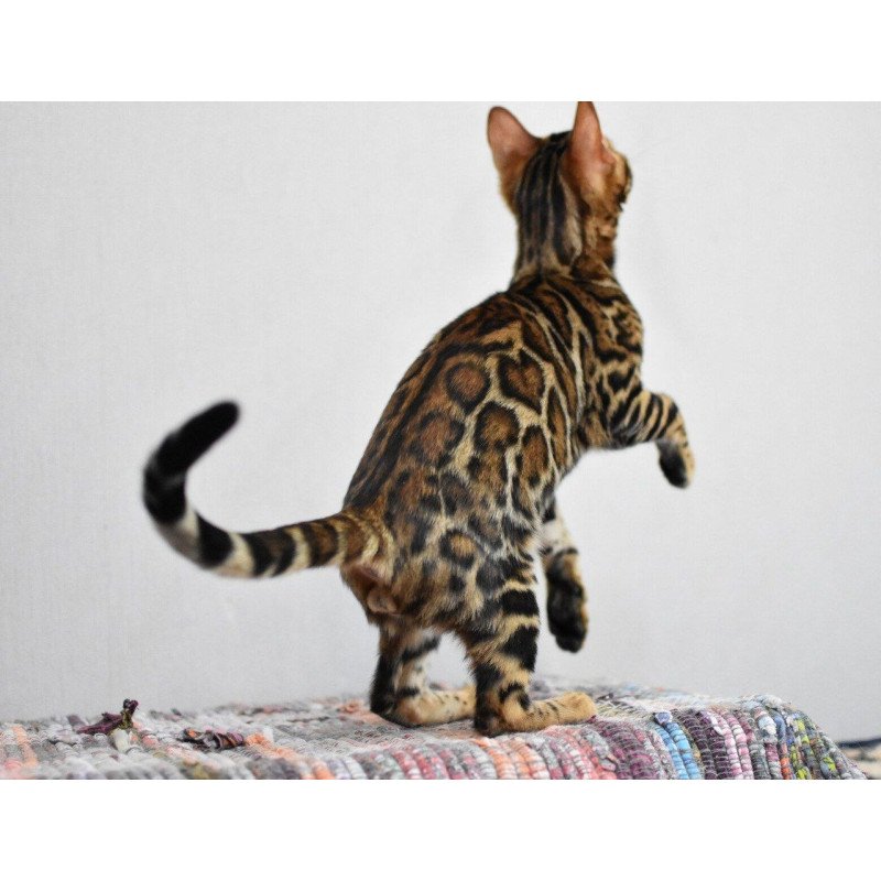 Bengal NOV Goliaf