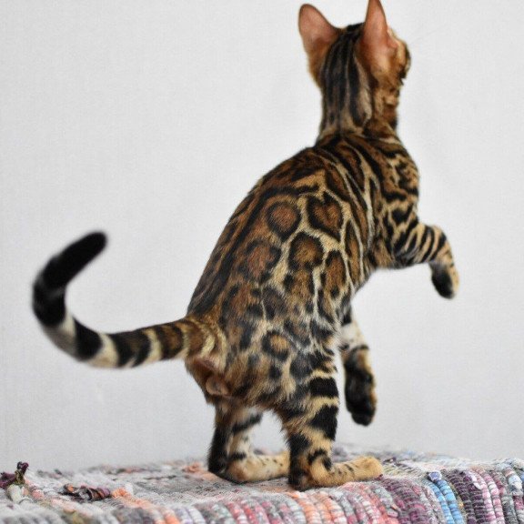Bengal NOV Goliaf
