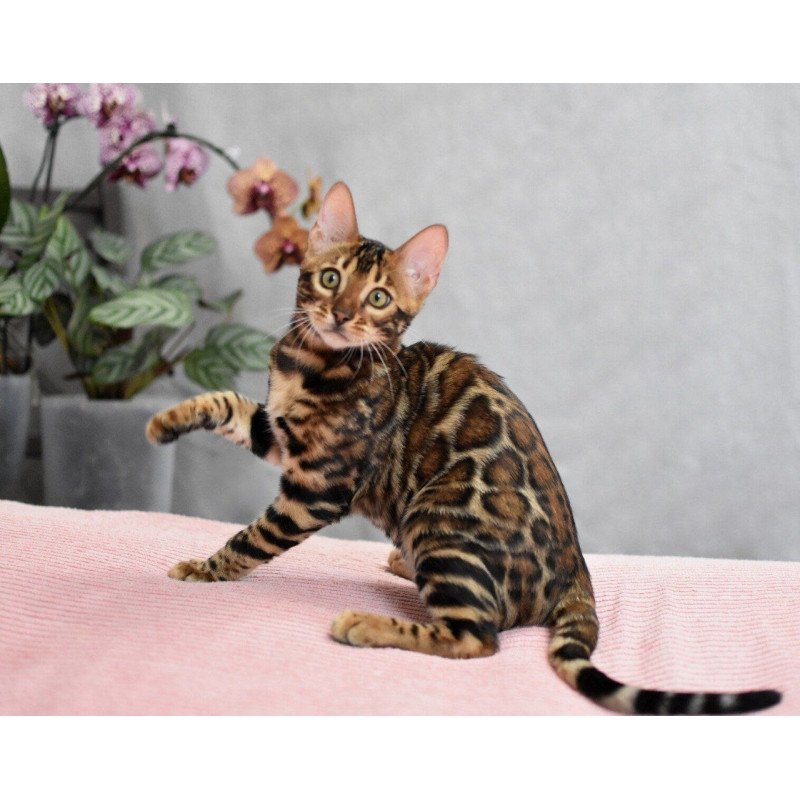 Bengal NOV Goliaf