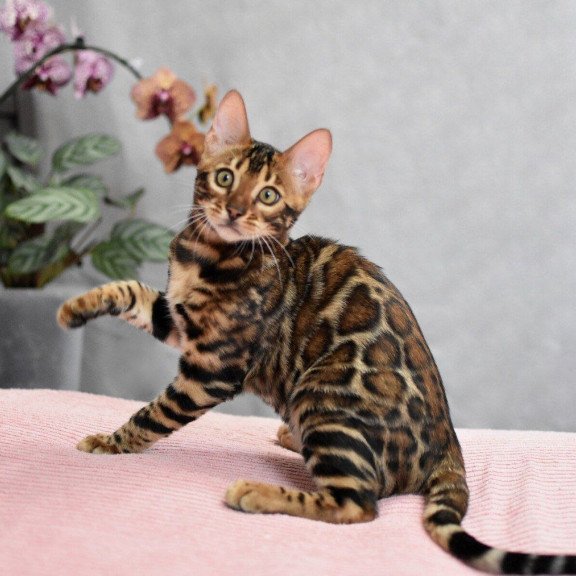 Bengal NOV Goliaf