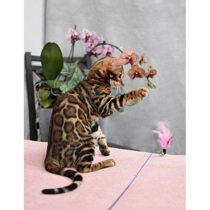 Bengal NOV Goliaf