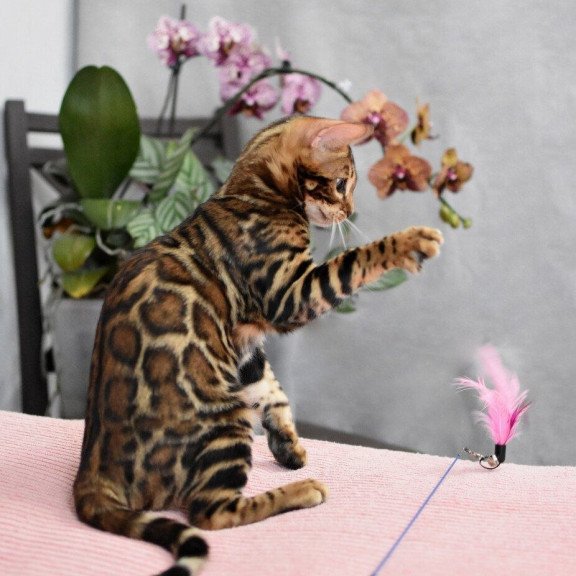 Bengal NOV Goliaf