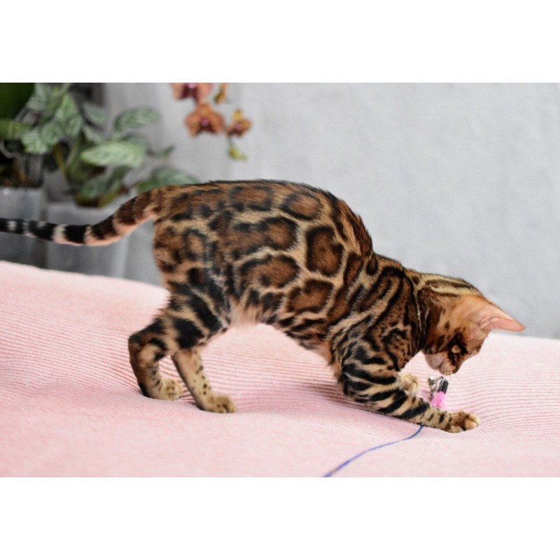 Bengal NOV Goliaf