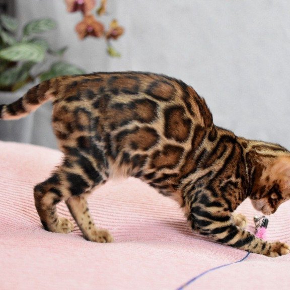 Bengal NOV Goliaf