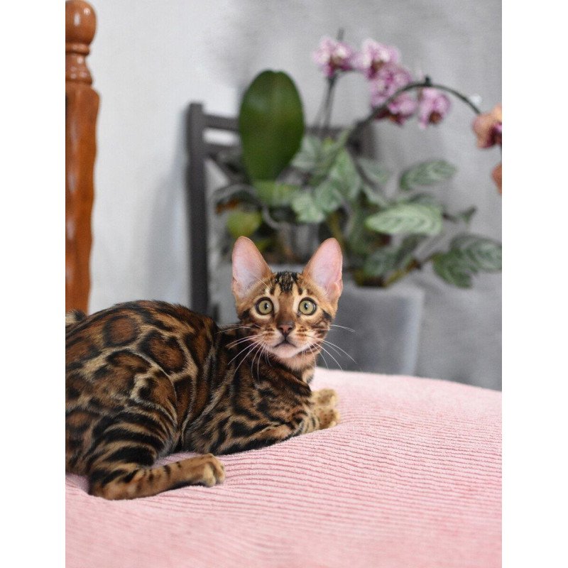 Bengal NOV Goliaf