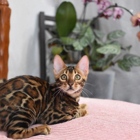 Bengal NOV Goliaf