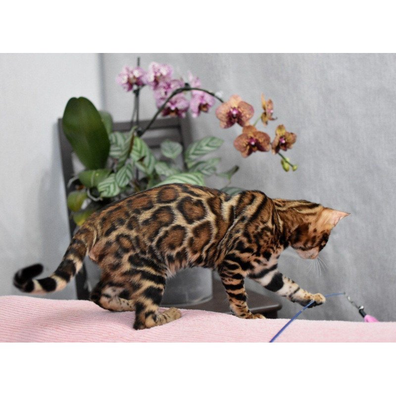 Bengal NOV Goliaf