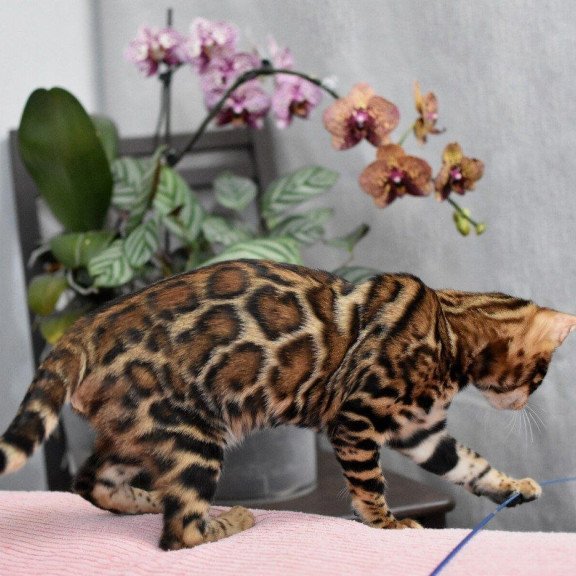 Bengal NOV Goliaf
