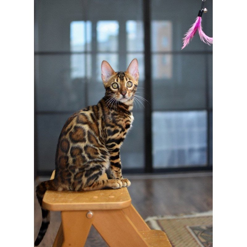 Bengal NOV Goliaf