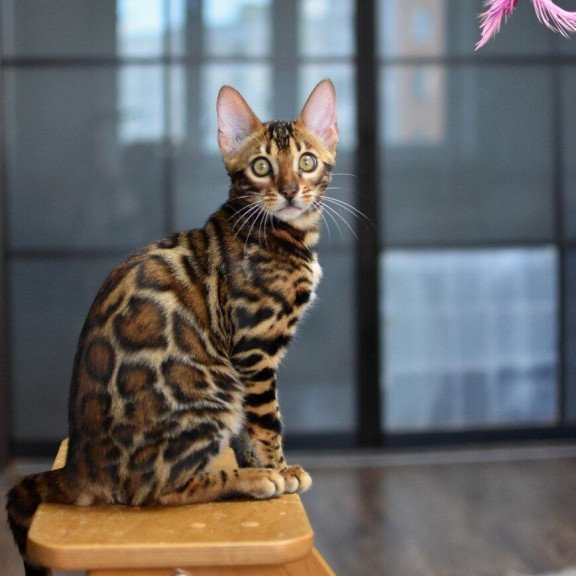 Bengal NOV Goliaf