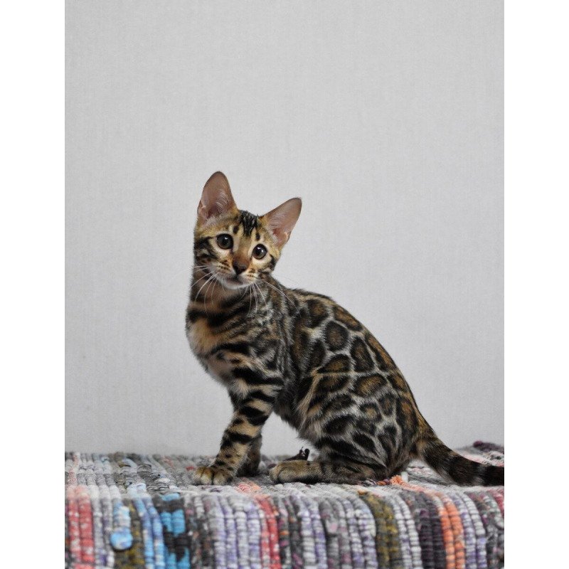 Bengal NOV Gera