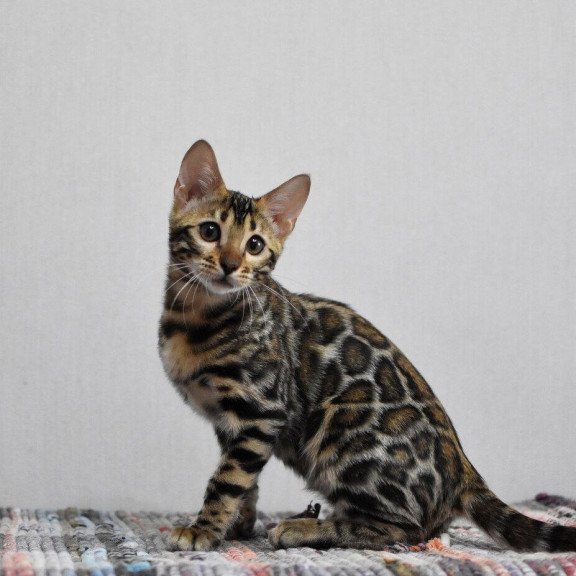 Bengal NOV Gera