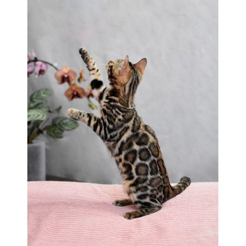 Bengal NOV Gera