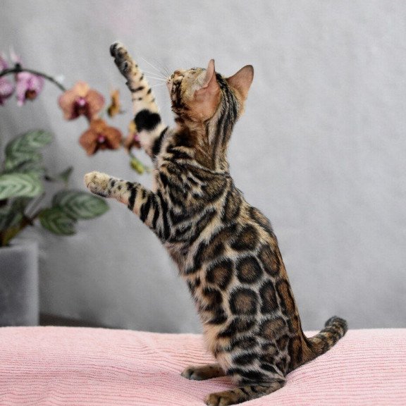 Bengal NOV Gera