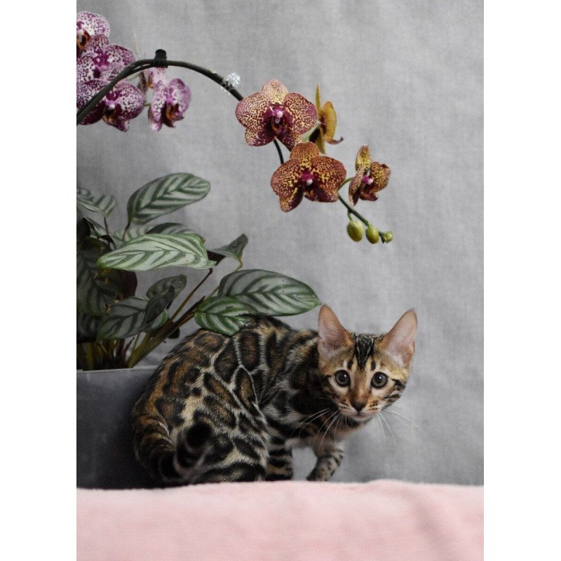 Bengal NOV Gera