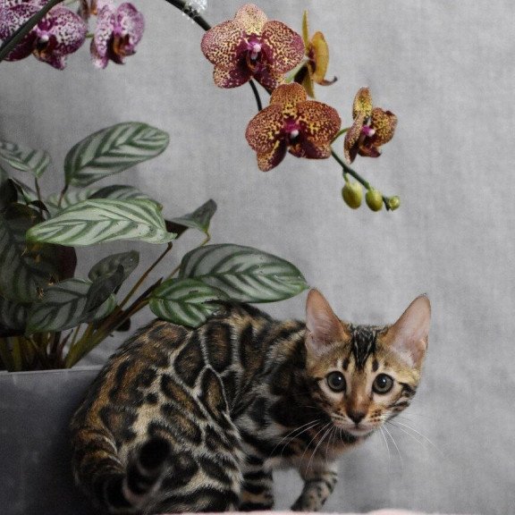 Bengal NOV Gera