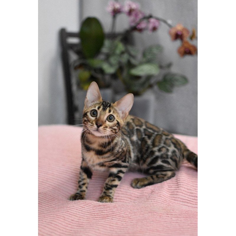 Bengal NOV Gera