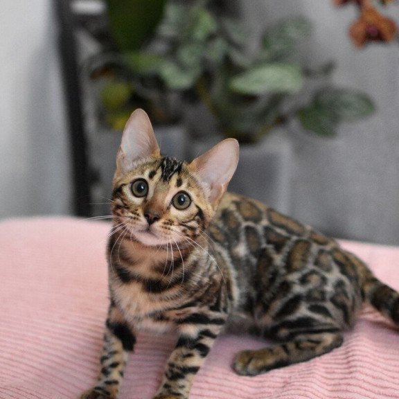 Bengal NOV Gera