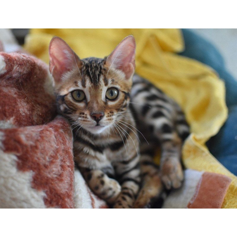 Bengal NOV Gera