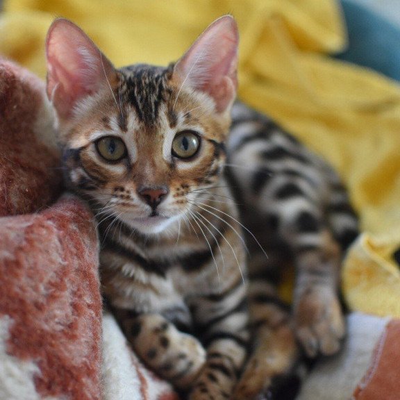 Bengal NOV Gera