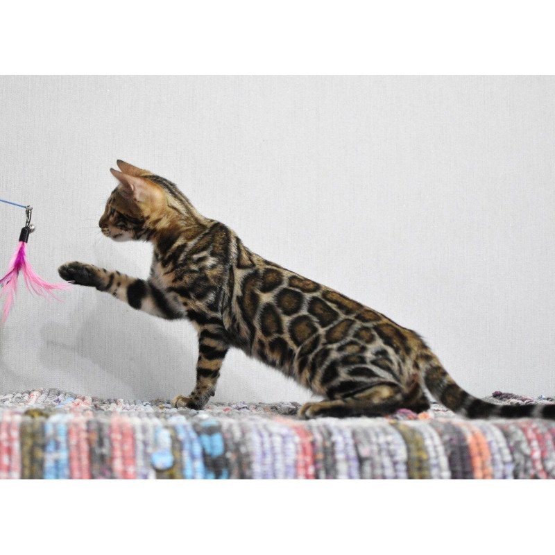 Bengal NOV Gera