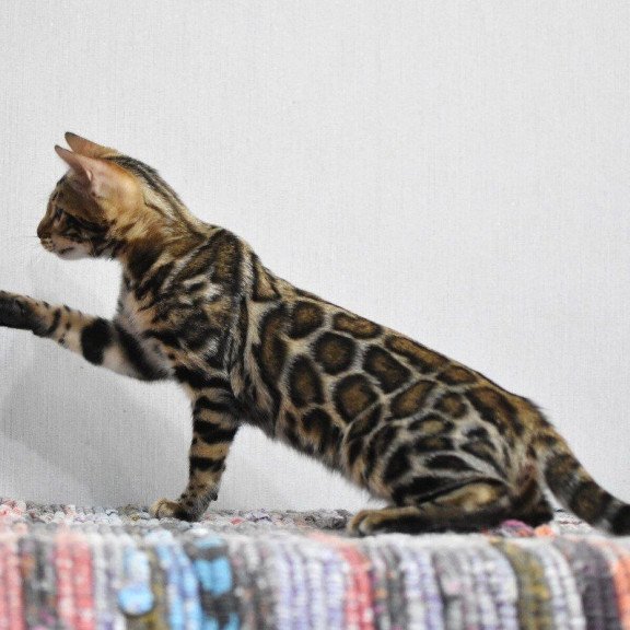 Bengal NOV Gera