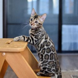 Bengal NOV Gera