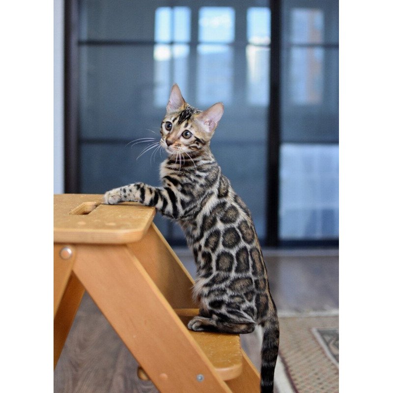 Bengal NOV Gera